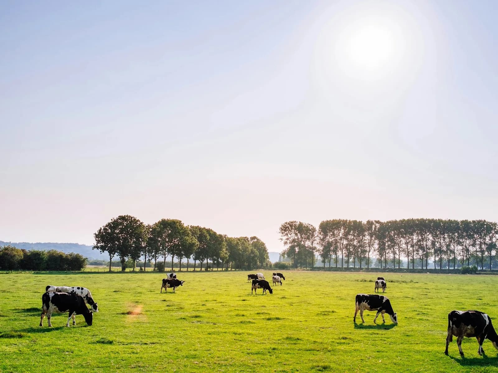 Healthy cattle on a farm