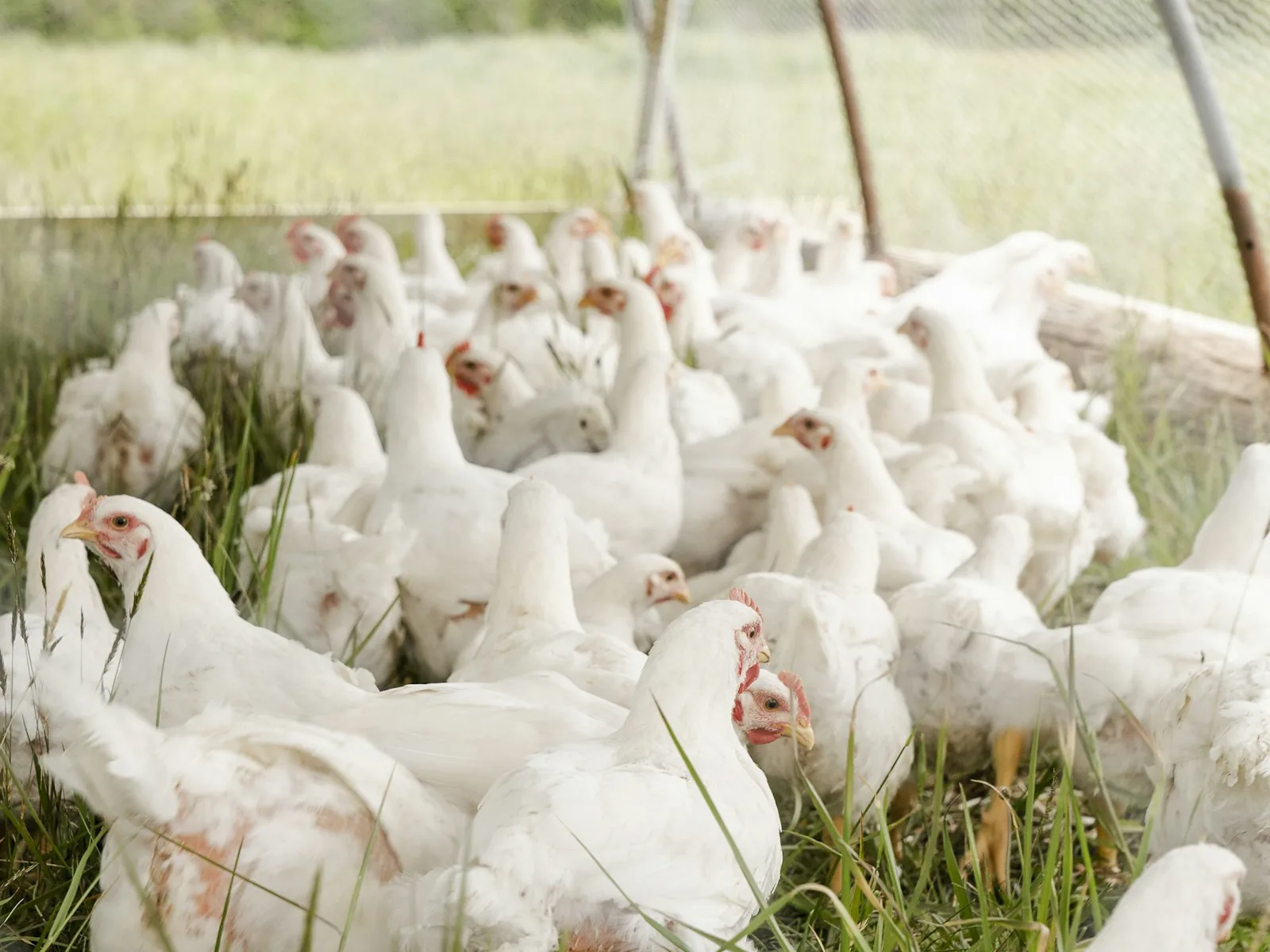 Healthy white poultry on a farm
