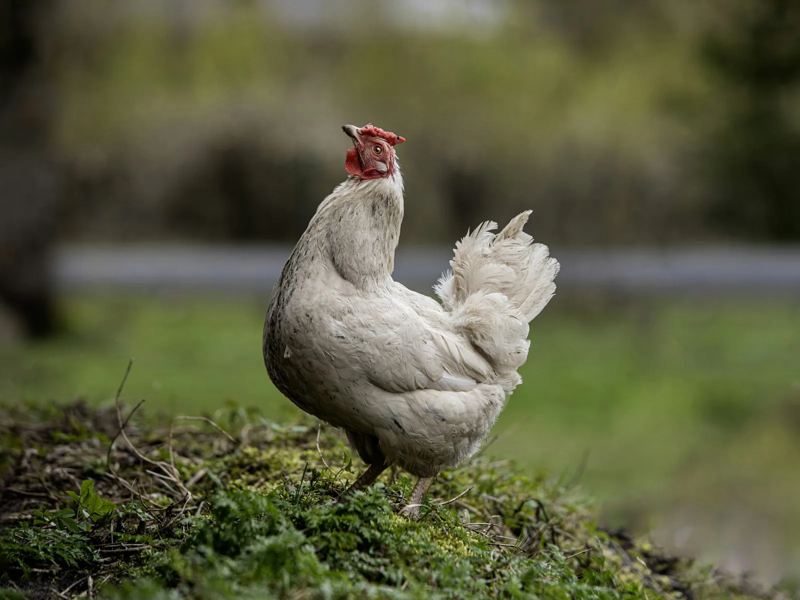 Healthy white poultry on a farm