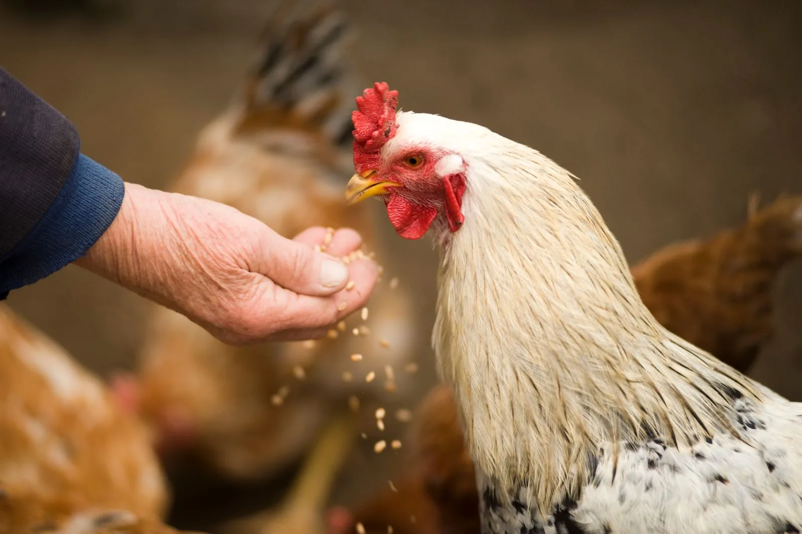 Healthy white poultry on a farm